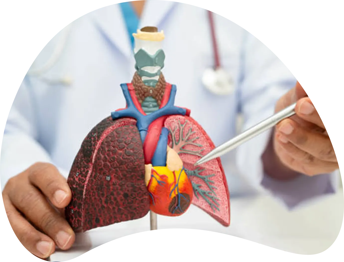 صورة توضيحية للرئة والجهاز التنفسي